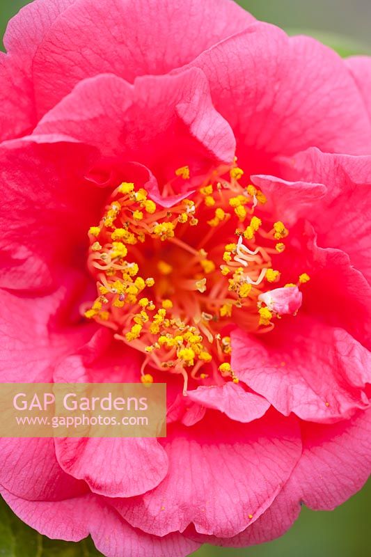 Camellia japonica 'Guest of Honour', semi-double, large flowers
