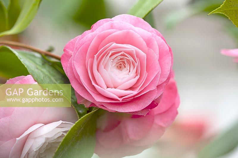 Camellia japonica 'Desire', double-flowered pale pink centre
deepening pink towards the edges