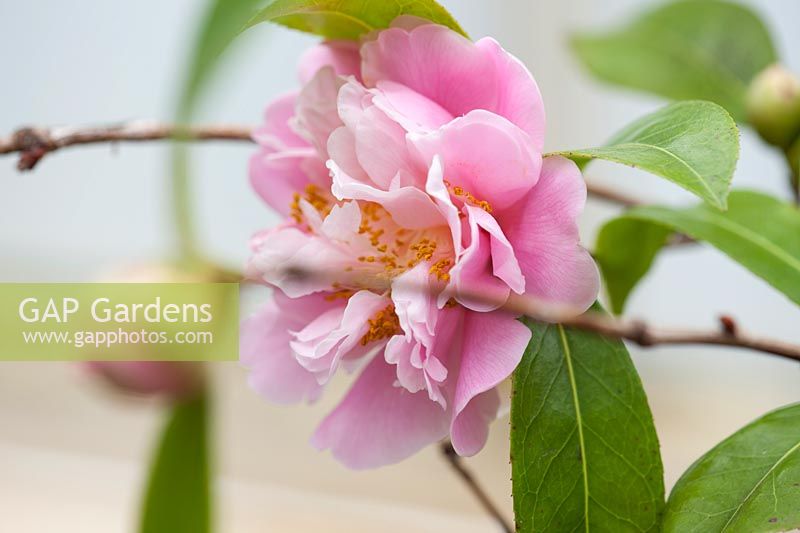 Camellia 'El Dorado', peony-type flowers 