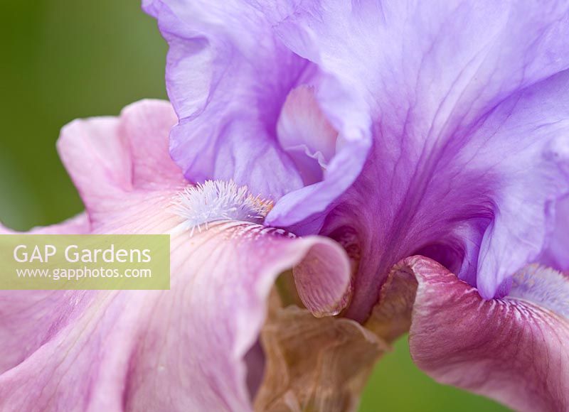Iris 'New Face' - bearded iris
