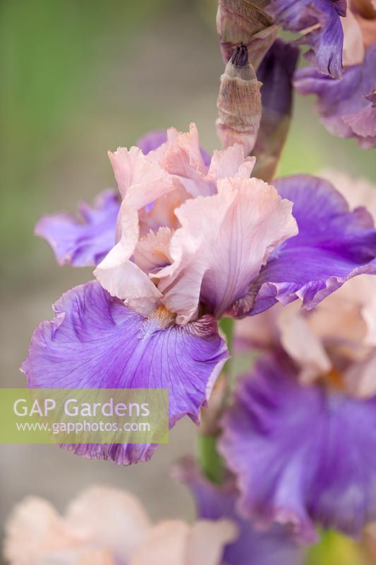 Iris 'Florentine Silk' - bearded iris