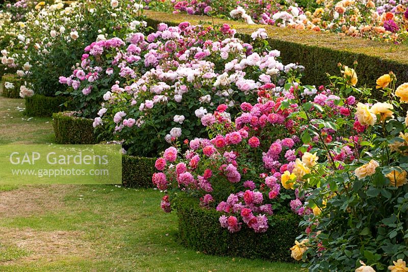 Rosa - David Austin roses, shrub roses grown alongside clipped Taxus baccata - yew hedge
plus Buxus - box edging
