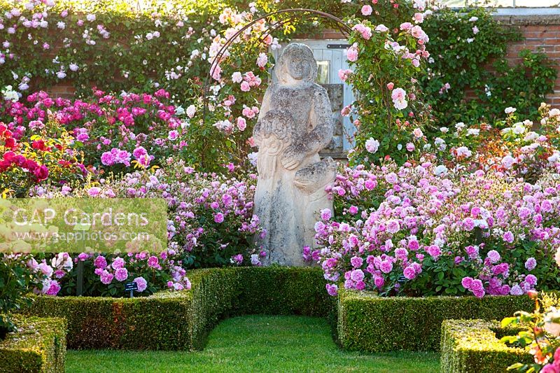 Rosa - 'David Austin roses in a formal setting with R. 'Harlow Carr' alongside sculpture and bed edged with clipped 
Buxus - box edging

in the