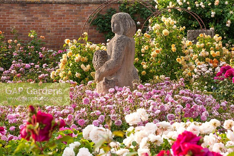 Rosa - David Austin roses in beds, such as pink-flowered R. 'Harlow Carr' surrounding sculpture with arches supporting climbing roses

