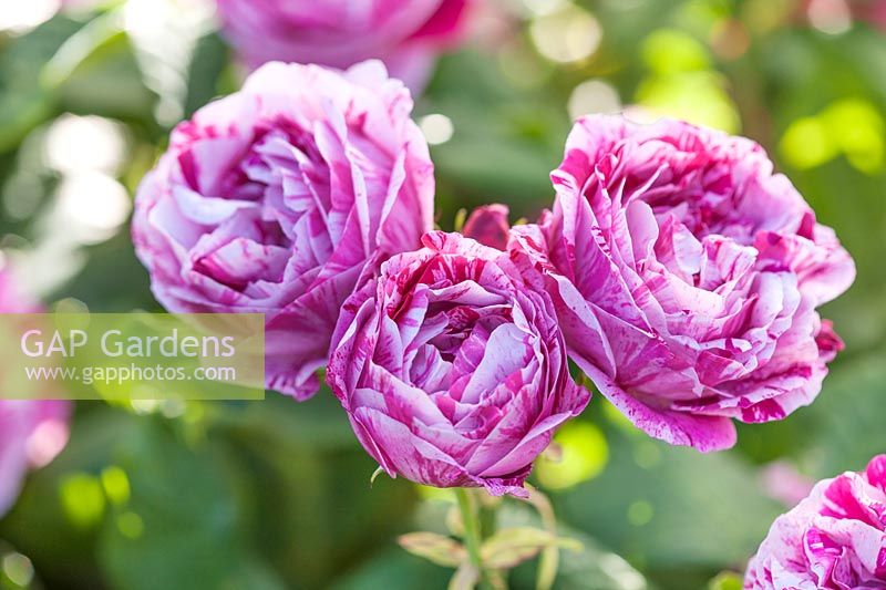 Rosa 'Ferdinand Pichard' - hybrid perpetual rose, striped pink and crimson flowers
