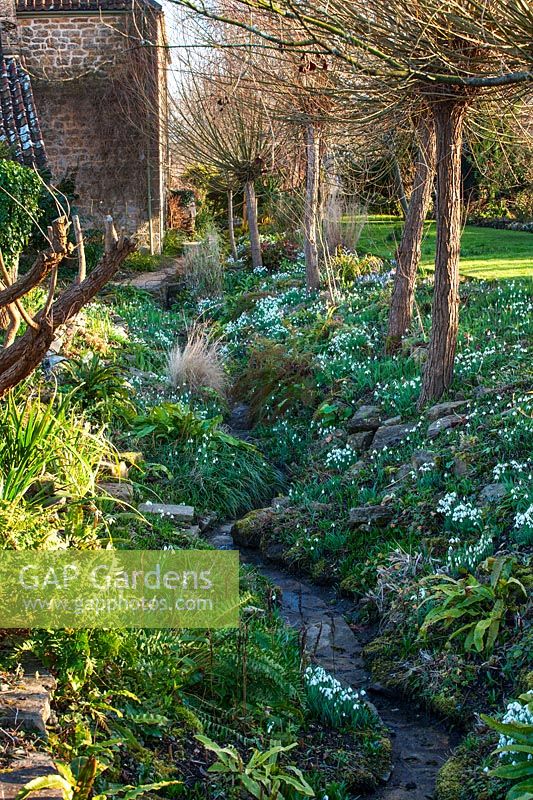 Galanthus, Snowdrops, growing under trees and in ditch at East Lambrook Manor, Somerset.