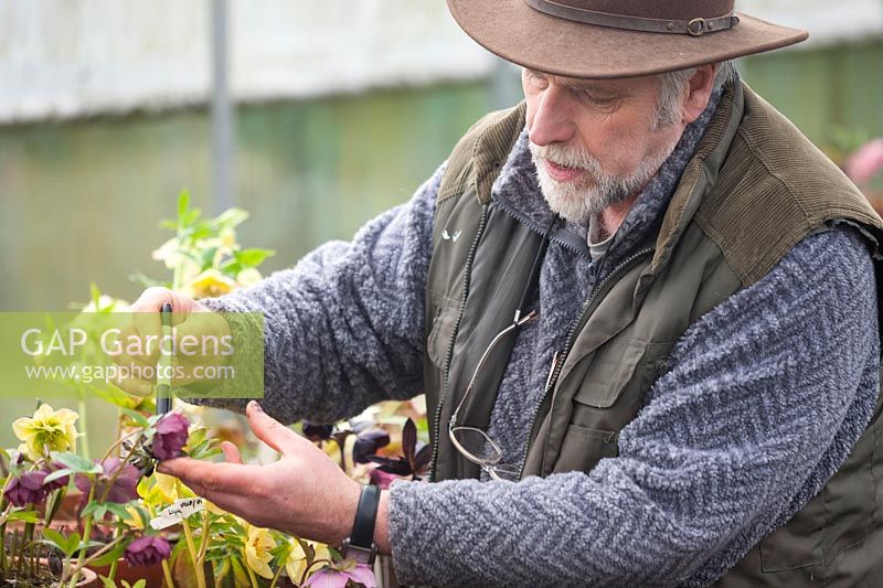 Man inspecting flowers of Helleborus - hellebores