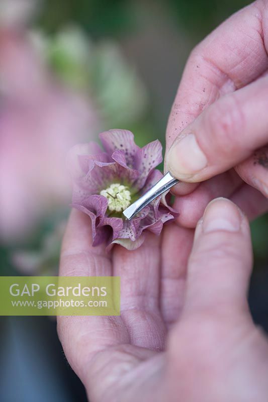 Person using tweezers to extract pollen from double purple spotted hellebore.