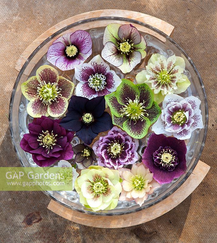 Overview of flowers of various Helleborus x hybridus floating in a bowl of water. 
