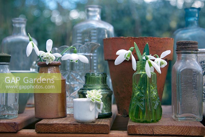 Galanthus, Snowdrops, on greenhouse shelf with vintage bottles and jars and plant pots. 