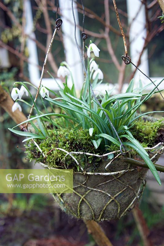 A vintage wire hanging basket planted with Galanthus, snowdrops. 