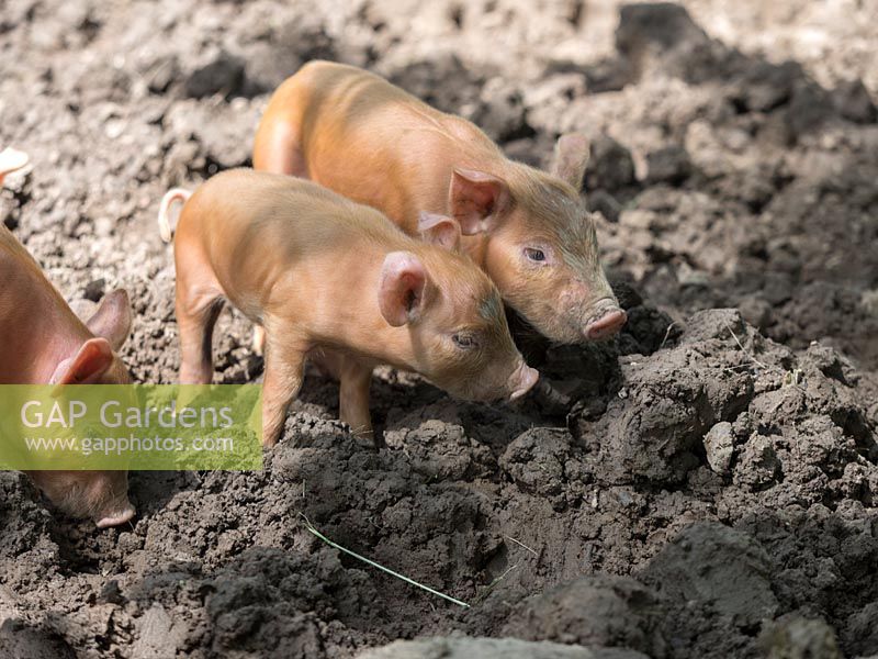 Tamworth piglets are fed on garden green waste.