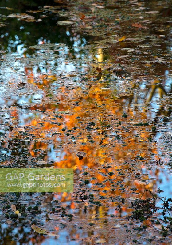 Autumn reflections in pond.