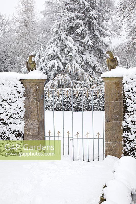 eagle topped stone pillars and decorative iron gate sits amidst snow dusted Taxus baccata - Yew - hedge and a background of Fir trees.