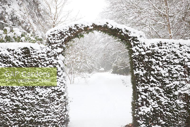 A snow dusted Taxus baccata -Yew - archway leading to wild garden. 