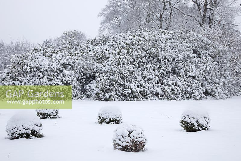 Snow covered Buxus sempervirens - Box - balls backed by rhododendrons.