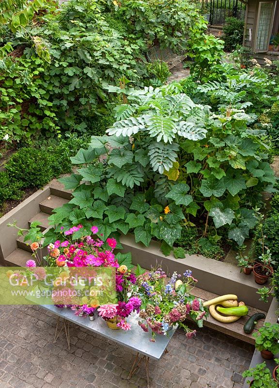 An overview of small town garden, featuring raised beds of foliage plants and garden table laid with cut Dahlia flowers, Notting Hill, London. 