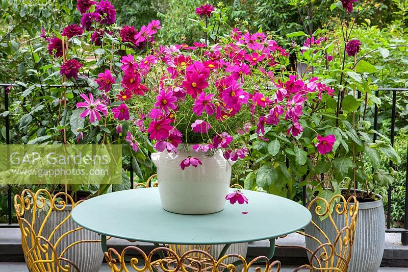 A ceramic pot of Cosmos bipinnatus 'Dazzler' on metal table and chairs in town house garden, Notting Hill, London. 