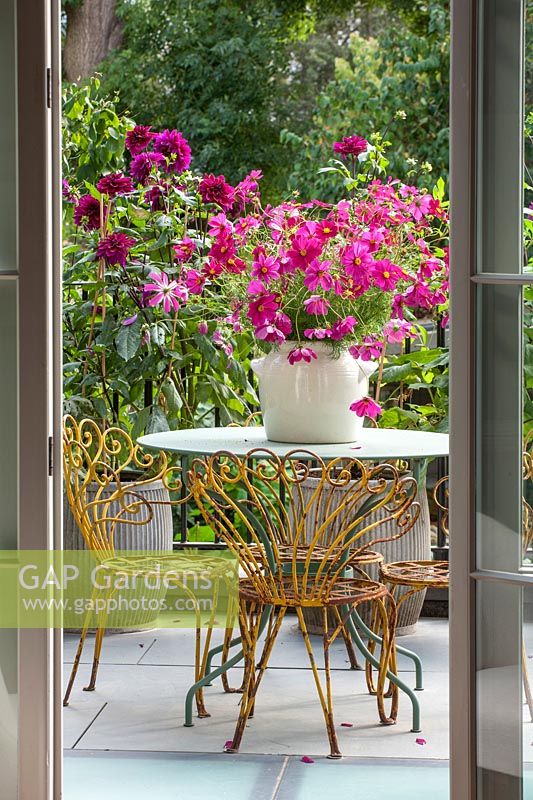 A ceramic pot of Cosmos bipinnatus 'Dazzler' on metal table and chairs in town house garden, Notting Hill, London.