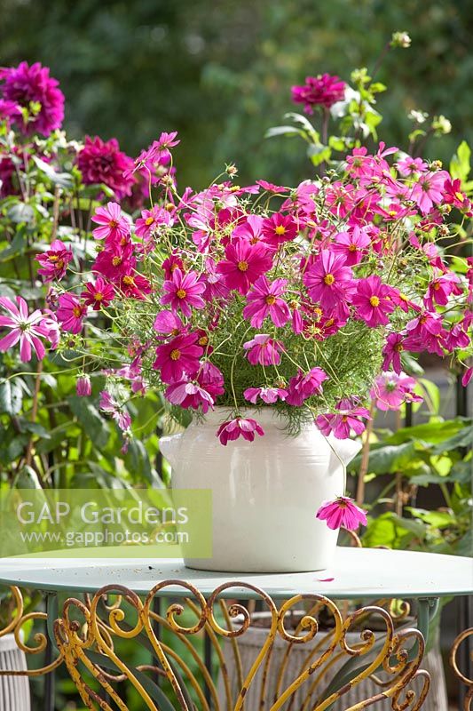 Terrace container with Cosmos 'Dazzler'