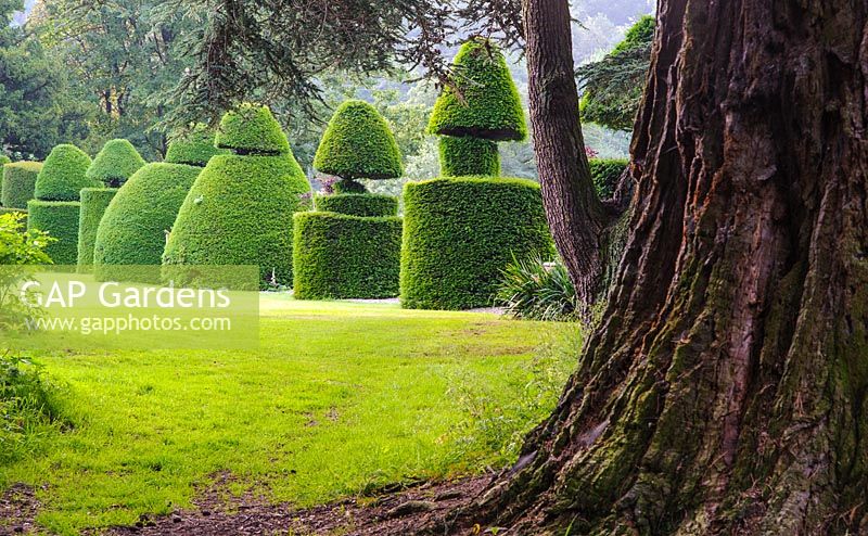 Clipped Taxus baccata - Yew - topiary, Askham Hall, near Penrith, Cumbria, UK