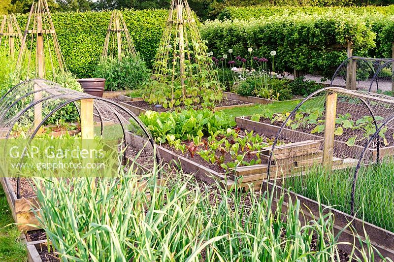 Raised beds of leeks, salads and climbing beans in the kitchen garden at Askham Hall, near Penrith, Cumbria, UK. 