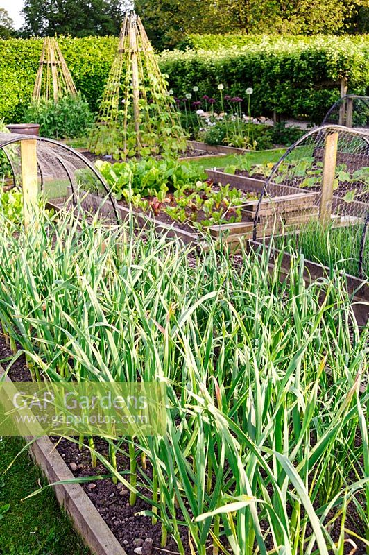 Raised beds of leeks, salads and climbing beans in kitchen garden.