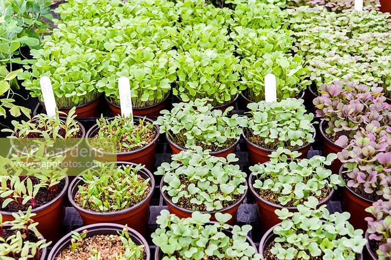 Vegetable and herb seedlings in pots in a greenhouse. 