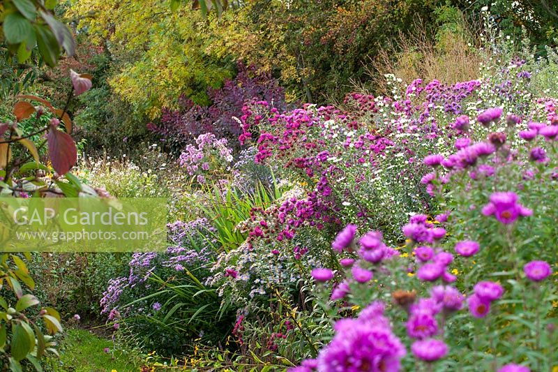 A border of Asters at Norwell Nurseries, Nottinghamshire. 
