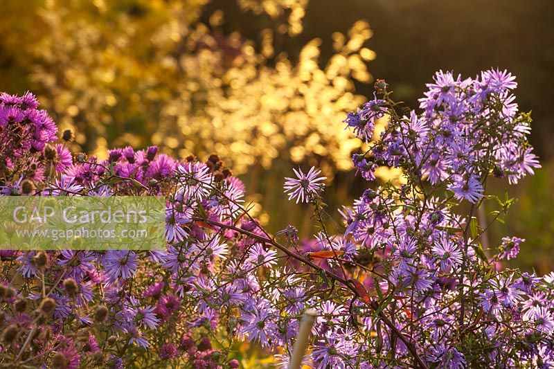 A purple flowering Symphyotrichum - Aster - back lit with a Stipa gigantea in the background. 
