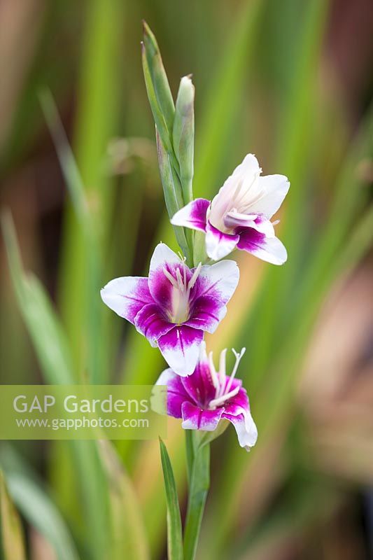 Gladiolus 'Adrienne' 