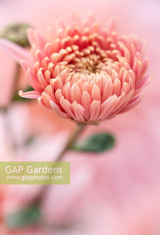 Chrysanthemum 'Sweetheart Pink'