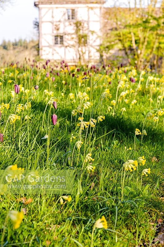 Cowslips and snakeshead fritillaries mingle in grass around the drive at Brilley Court Farm, Whitney-on-Wye, Herefordshire