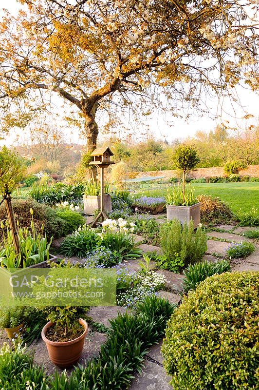 View of garden terrace, full of self-seeding plants and pots, under a spreading cherry tree, Brilley Court Farm, Whitney-on-Wye, Herefordshire, UK. 