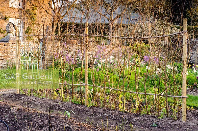 Hazel sweet pea supports catch early morning sun in the cutting garden at Brilley Court Farm, Whitney-on-Wye, Herefordshire
