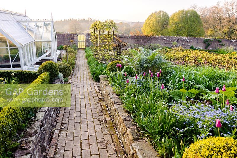 Brick paths in the kitchen garden pass bed full of new silvery foliage of cardoons, self seeded forget-me-nots, clipped box and sugar pink tulip 'Ballade'. Brilley Court Farm, Whitney-on-Wye, Herefordshire