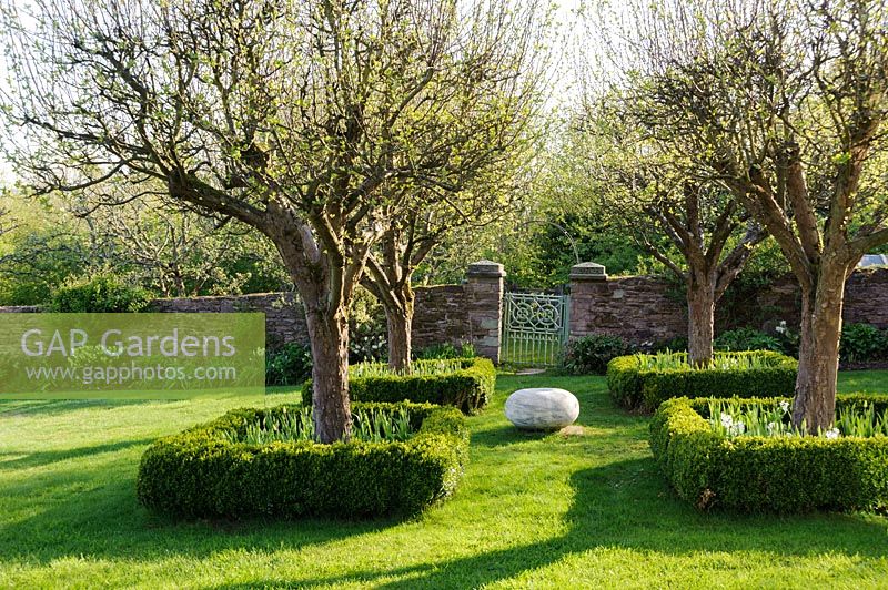 View of group of Malus hupehensis framed by buxus sempervirens hedges filled with white flowering bulbs at Brilley Court Farm, Whitney-on-Wye, Herefordshire, UK.