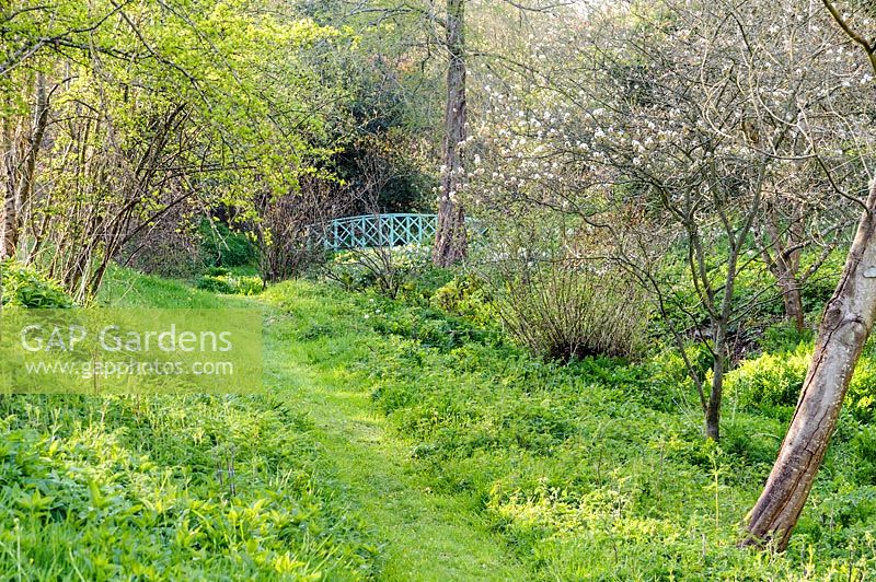Path through valley garden leads past Amelanchier lamarckii towards a blue painted bridge over the stream. Brilley Court Farm, Whitney-on-Wye, Herefordshire