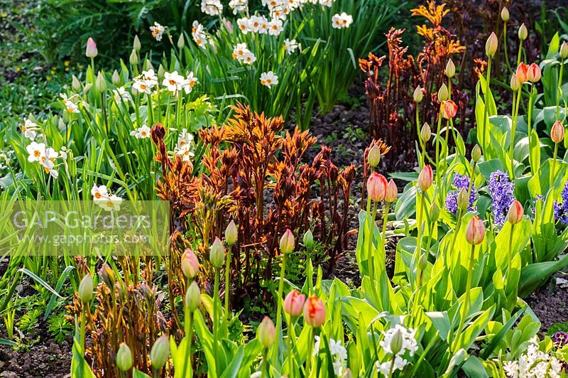 Rows of flowering plants, incuding Tulipa, Narcissi and Paeonia at Brilley Court Farm, Whitney-on-Wye, Herefordshire, UK. 