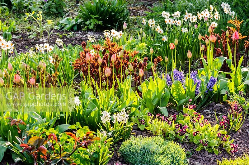 Rows of flowering plants in the cutting garden, incuding tulips, narcissi and peonies. 