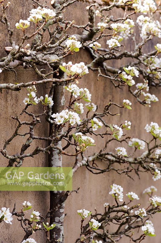 An espaliered fruit tree against the wall of the kitchen garden at Brilley Court Farm, Whitney-on-Wye, Herefordshire, UK.