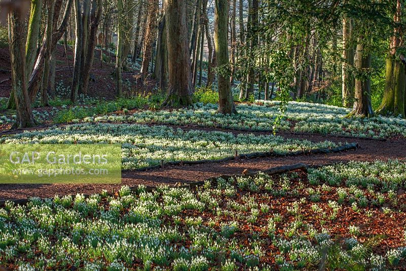 Woodland with carpets of Galanthus  