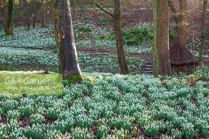 Woodland with carpets of Galanthus - snowdrops on slopes and banks