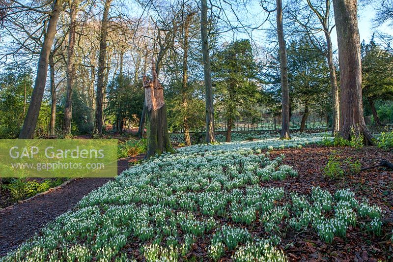 Path through woodland with carpets of Galanthus - snowdrops 