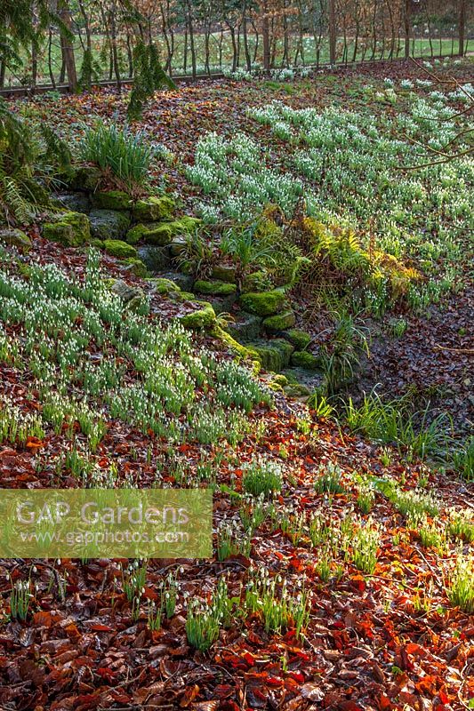 Small stream flowing down a slope with Galanthus
 -  snowdrops on either side