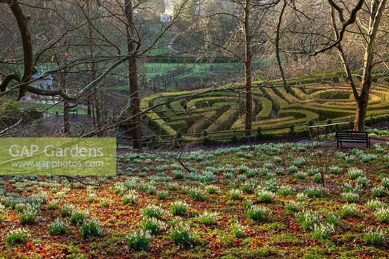 View of the maze and nearby Galanthus - snowdrops and trees