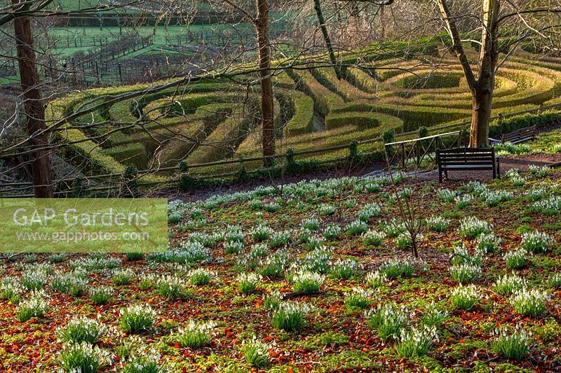 Bank of Galanthus - snowdrops with benches overlooking mazes