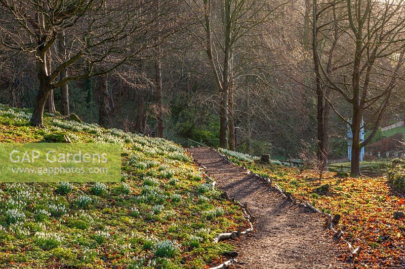 Path through bank of snowdrops with woodland beyond