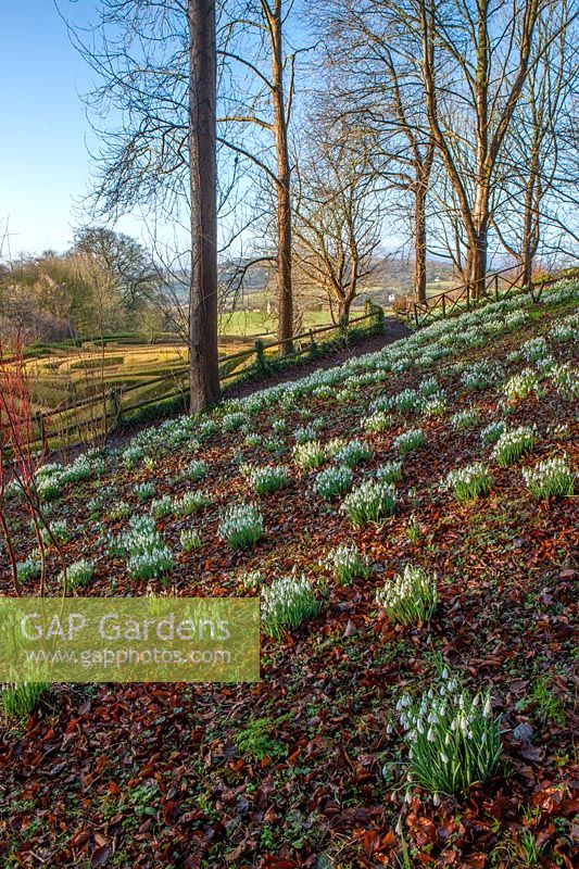 Bank with Galanthus - snowdrops amongst fallen leaves with trees beyond