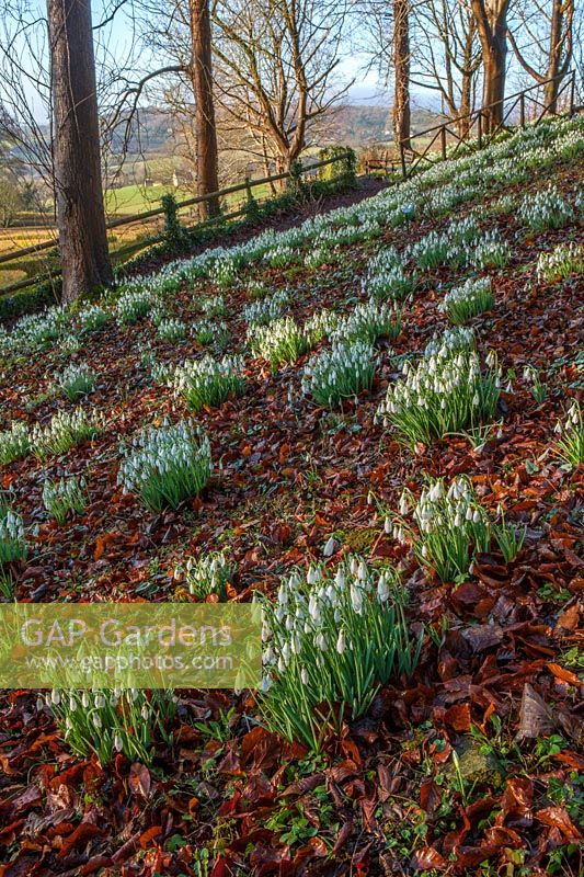 Steep bank with Galanthus - snowdrops growing through fallen leaves